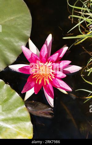 Nymphaea 'Newton', une variété rose colorée de nénuphars, gros plan de la fleur, Royaume-Uni Banque D'Images