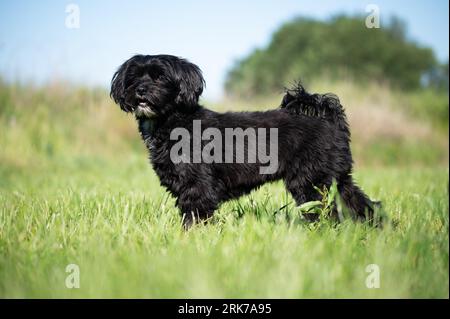 Une canine terrier tibétaine noire se tient dans une prairie luxuriante d'herbes hautes sous une canopée d'arbres Banque D'Images