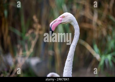 Vue rapprochée d'un flamant rose, montrant ses plumes roses Banque D'Images