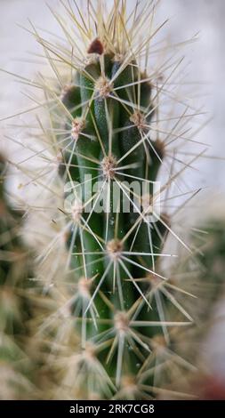 Un macro plan d'un grand cactus vert avec de longues épines minces dans un pot en céramique Banque D'Images