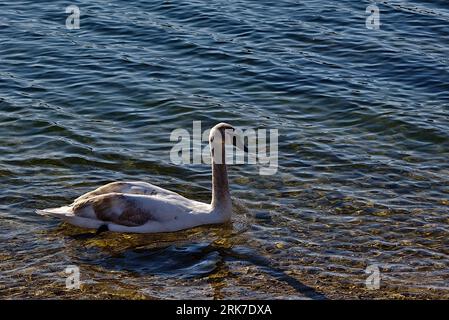 Un cygne muet (Cygnus olor) glisse dans les eaux calmes d'un lac tranquille Banque D'Images