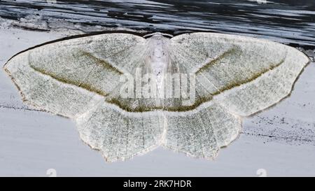 Une macro d'un papillon de beauté pâle (Campaea perlata) perché sur un mur extérieur Banque D'Images