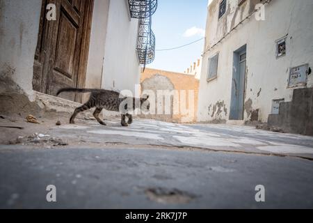 Un chat traverse la médina de la ville portuaire tunisienne de Sfax, devenue un point chaud de migration vers l’Europe. La Tunisie est devenue le premier pays de départ pour les personnes qui tentent de rejoindre l’Europe en traversant la mer Méditerranée sur la route migratoire dite de la Méditerranée centrale, que l’ONU a qualifiée de la plus meurtrière au monde. Banque D'Images