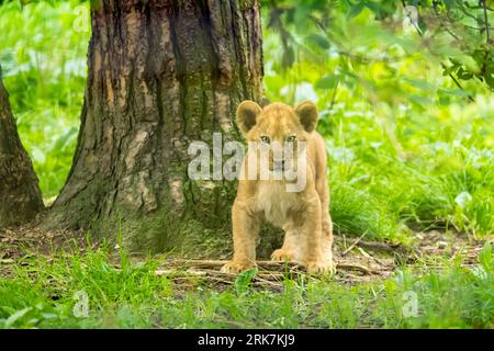 Lion (Panthera leo) Lion Cub debout à côté d'un arbre Banque D'Images