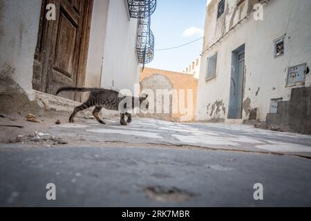 Tunisia. 06th Aug, 2023. A cat runs through the medina at Tunisian port city Sfax, which has become a hotspot of migration to Europe. Tunisia has become the top departure country for people who are trying to reach Europe by crossing the Mediterranean Sea on the so-called Central Mediterranean migration route, which the UN has called the deadliest in the world. (Photo by Sally Hayden/SOPA Images/Sipa USA) Credit: Sipa USA/Alamy Live News Stock Photo