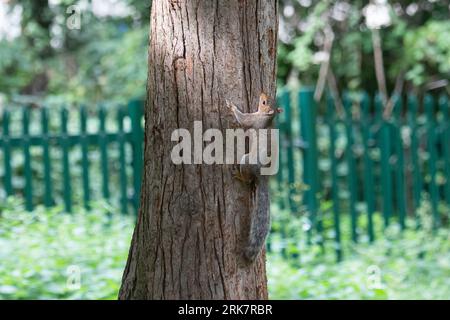 Slough, Berkshire, Royaume-Uni. 24 août 2023. Un écureuil gris fouille un pin à Salt Hill Park, Slough, Berkshire. Crédit : Maureen McLean/Alamy Live News Banque D'Images