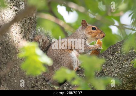 Slough, Berkshire, Royaume-Uni. 24 août 2023. Un écureuil gris appréciant de manger un morceau de bâton français trouvé dans un pique-nique jeté à Salt Hill Park, Slough, Berkshire. Crédit : Maureen McLean/Alamy Live News Banque D'Images