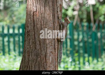 Slough, Berkshire, Royaume-Uni. 24 août 2023. Un écureuil gris fouille un pin à Salt Hill Park, Slough, Berkshire. Crédit : Maureen McLean/Alamy Live News Banque D'Images