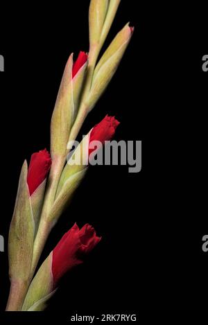 Plan rapproché d'une plante de Gladiolus avec des feuilles vertes sur une branche noire sur un fond sombre Banque D'Images