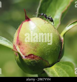 Fête des fourmis charpentiers sur la sève des bourgeons de pivoine (mai) Banque D'Images