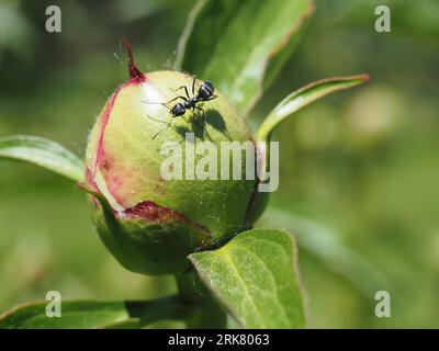 Collation de l'après-midi pour une fourmi charpentière sur un bourgeon de pivoine (mai) Banque D'Images