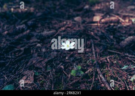 A single white Hepatica nobilis flower blooming in the spring, isolated on a white background Banque D'Images