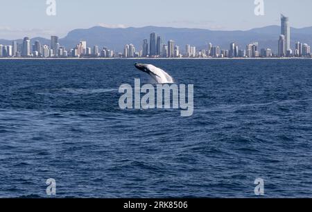 Baleine à bosse brisant sur le fond de la ville de Gold Coast Skyline Banque D'Images