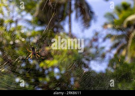 L'araignée orb-weaver en soie dorée est sur la toile d'araignée, photo rapprochée avec mise au point sélective. Nephila inaurata, Seychelles Banque D'Images