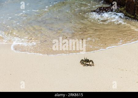 Horn-eyed ghost crab is on white coastal sand of Praslin island, Seychelles. Green Ocypode Ceratophthalmus, the horned ghost crab Stock Photo