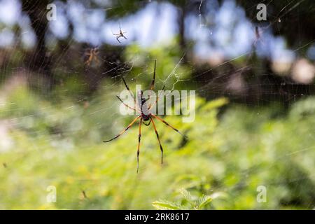 Nephila inaurata, Seychelles. L'araignée orb-weaver en soie dorée est sur la toile d'araignée, photo rapprochée avec mise au point sélective Banque D'Images