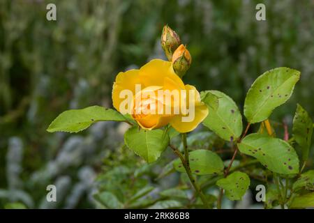 jolie rose jaune symbolisant l'amitié et la joie Banque D'Images