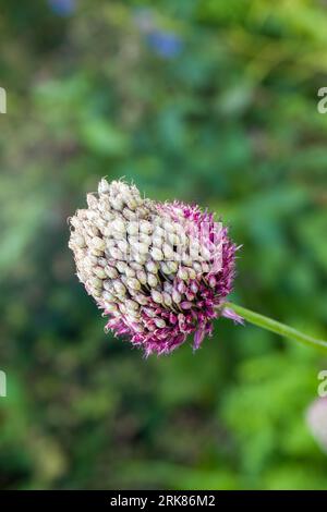 gros plan d'ail à tête ronde allium sphareocephalon Banque D'Images