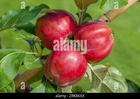 Gros plan de pommes rouges roses Malus domestica borkh poussant sur un arbre Banque D'Images