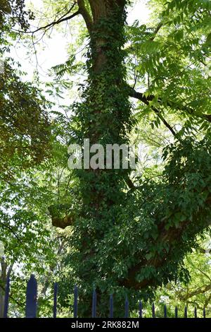 arbre vert couvert de lierre Banque D'Images