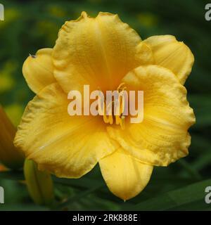 Stella de'Oro Daylily. Nom scientifique : Hemerocallis. Classification supérieure : Hemerocallidoideae. Famille : Hemerocallidaceae. Ordre : Liliales. Banque D'Images