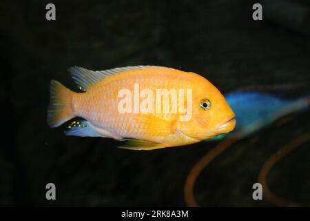 Un poisson vibrant nage dans un environnement sous-marin tranquille, entouré d'herbes luxuriantes et ondulantes Banque D'Images