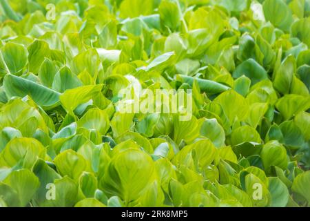 Calla palustris, vue de dessus. Feuilles de Calla ou d'arum de tourbière, calla de marais. Beau groupe de callas de marais croissant dans le marais dans l'habitat naturel Banque D'Images