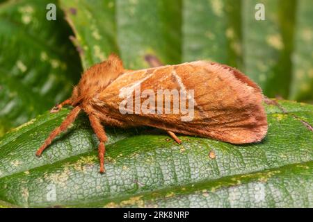 Un margousier orange ou une mite orange, Triodia sylvina, reposant sur une feuille humide tôt le matin. Banque D'Images