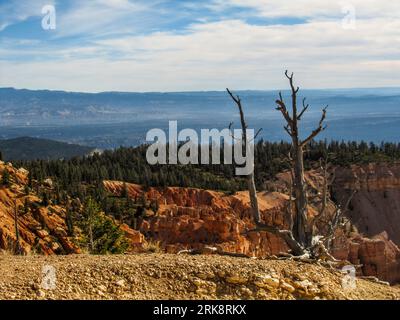 Vue sur les hoodoos et les pentes boisées de Bryce Canyon, avec un arbre mort au premier plan Banque D'Images