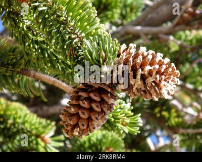 Deux petites pommes de pin à la pointe d'une branche d'un pin à cornes, Pinus Longaeva, poussant dans les sections éloignées du parc national de Bryce Canyon Banque D'Images