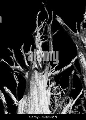 Regardant vers le haut dans un arbre mort sinistre en noir et blanc dans le parc national de Bryce Canyon, Utah. Banque D'Images