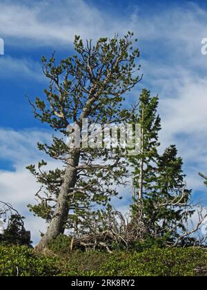 Regardant vers le haut dans les branches d'un impressionnant vieux pin limber, Pinus flexilis, contre un ciel bleu avec quelques nuages sinueux Banque D'Images