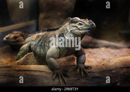 Rhinocéros iguane en captivité Banque D'Images