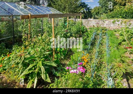 Serre domestique et verts et herbes poussant au potager / potager / potager / allotissement protégé par mur de pierre en été Banque D'Images