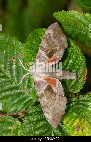 Laothoe populi, un peuplier faucon-papillon, perché sur des feuilles mouillées. Banque D'Images