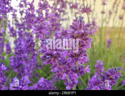 Lavandes libre sur le coucher du soleil. Plus de lueur coucher du soleil fleurs violettes de lavande. Banque D'Images