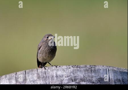 Phoenicurus ochruros aka Black redstart baby est assis sur le bois dans le matin ensoleillé du printemps. Isolé sur fond flou. Banque D'Images