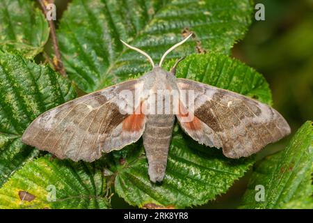 Laothoe populi, un peuplier faucon-papillon, perché sur des feuilles mouillées. Banque D'Images