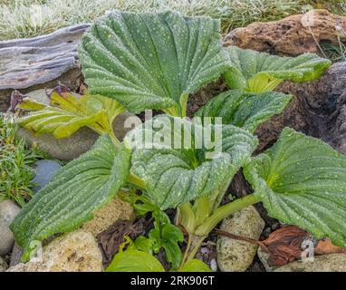 Couvert de gel Chatham Island oublie-moi pas les feuilles Banque D'Images