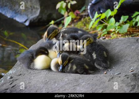 Mignons canetons nouveau-nés se blottissent les uns avec les autres pendant qu'ils font une sieste Banque D'Images