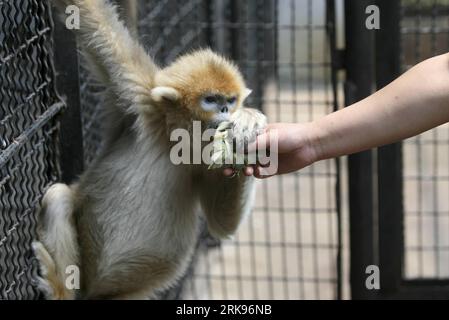 Bildnummer : 54144250 Datum : 14.06.2010 Copyright : imago/Xinhua (100614) -- JINAN, 14 juin 2010 (Xinhua) -- Un éleveur nourrit un singe doré au zoo de Jinan, capitale de la province du Shandong de l'est de la Chine, du zongzi, une boulette en forme de pyramide enveloppée de feuilles de roseau, le 14 juin 2010. Les animaux du zoo de Jinan ont apprécié des zongzi spéciaux faits pour eux lundi, pour célébrer le prochain festival chinois des bateaux-dragons. (Xinhua/LV Chuanquan)(mcg) CHINA-JINAN-ANIMAL-FESTIVAL (CN) PUBLICATIONxNOTxINxCHN Tiere kbdig xsk 2010 quer o0 Affe Bildnummer 54144250 Date 14 06 2010 Copyright Imago XIN Banque D'Images