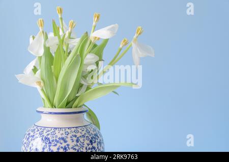 Tulipes blanches fanées dans un vase chinois sur fond bleu pâle. Espace pour le texte sur la droite. Banque D'Images