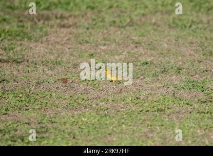 Finch jaune pâle dans la pelouse du jardin. sicalis flaveola Banque D'Images