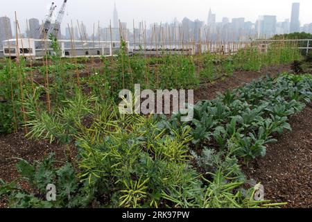 Bildnummer : 54148511 Datum : 13.06.2010 Copyright : imago/Xinhua (100616) -- NEW YORK, 16 juin 2010 (Xinhua) -- les légumes sont vus avec la Skyline de Manhattan comme toile de fond à la Eagle Street Rooftop Farm dans le quartier de Brooklyn à New York, aux États-Unis, le 13 juin 2010. Sur le rivage de l'East River et avec une vue panoramique sur les gratte-ciel de Manhattan, Eagle Street Rooftop Farm est une ferme de légumes biologiques à toit vert de 6 000 pieds carrés (environ 557 mètres carrés) située au sommet d'un entrepôt à Greenpoint, Brooklyn. (Xinhua/Liu Xin)(zx) (6)U.S.-NEW YORK-ORGANIC FARM-ROOFTOP PUBLICATIONxNOTxINxC Banque D'Images