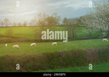 Les vaches d'une race Aquitanienne légère paissent dans les rayons du soleil couchant sur une prairie verte au printemps. Concept d'élevage. Banque D'Images