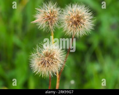Taraxacum officinale, pissenlit, fruits mûrs, graines d'une plante à fleurs gros plan sur un fond d'herbe floue, fond, papier peint Banque D'Images