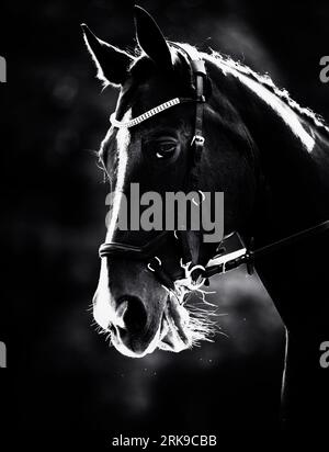 Cette photographie en noir et blanc représente un cheval magnifique avec une bride sur son visage. La beauté et la grâce du sport équestre. Animaux. Banque D'Images