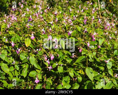 Bosquet de la dure lizzie occupée, Impatiens arguta, floraison à la fin de l'été Banque D'Images