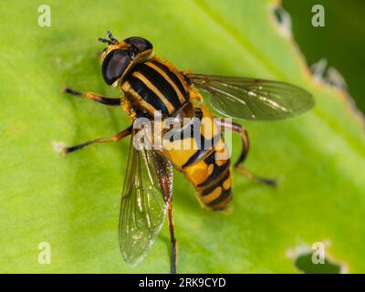 La guêpe femelle adulte imite l'hoverfly britannique, Helophilus pendulus, au repos dans un jardin britannique Banque D'Images