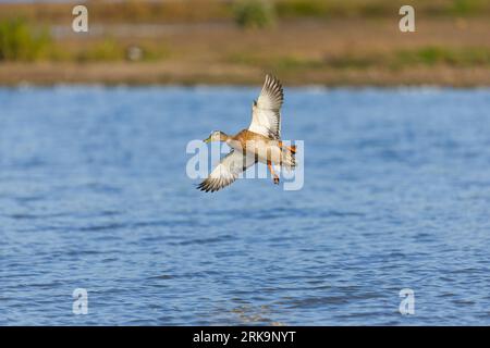 Mallard Anas platyrhynchos, mâle adulte en vol éclipse, sur le point d'atterrir sur l'eau, réserve de Minsmere RSPB, Suffolk, Angleterre, août Banque D'Images